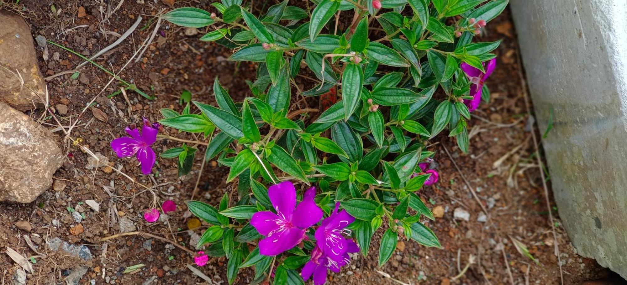 Ambience Villas Yercaud Pokój zdjęcie